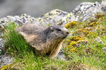 Alpine marmot, Marmota marmota, on a rock. The Fagaras Mountains, Romania.