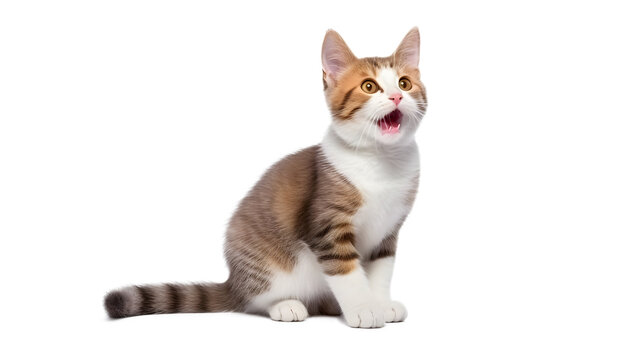 Small cat is sitting,of happy, isolated on transparent (file png) background.Generative AI