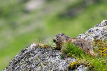 Naklejka na ściany i meble Alpine marmot, Marmota marmota, on a rock. The Fagaras Mountains, Romania.