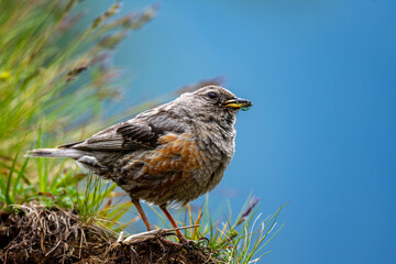 Alpine Accentor, Prunella collaris. A typical bird of the rocky mountains.