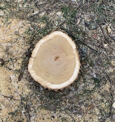 Image of a cross section of a tree with annual rings clearly visible.