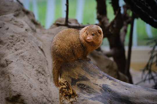 mangoose on the tree