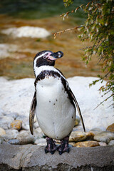 Obraz premium humboldt penguin close up porrait in the zoo