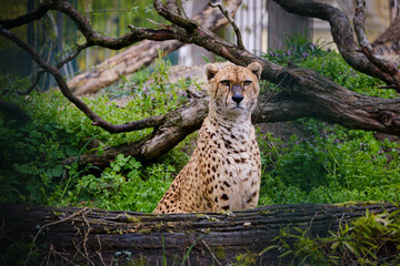 male cheetah sitting and guarding his teritory