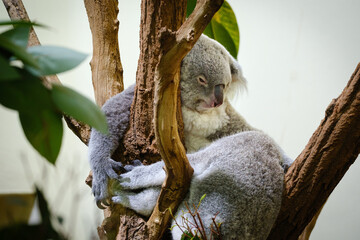 koala sleeping on the tree
