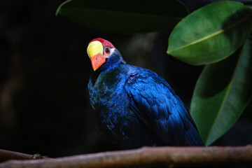 violet turaco bird sitting on the branch