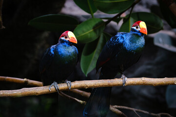 two violet turaco birds sitting on the branch