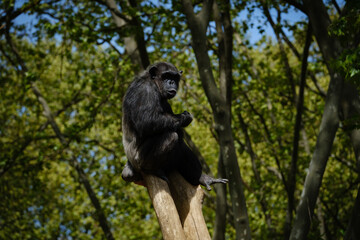 chimpanzee siting on the tree and watching