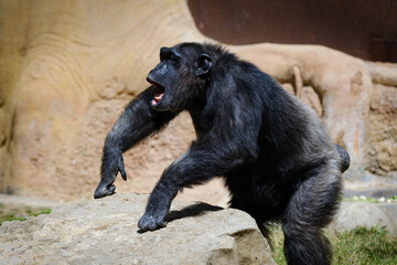 chimpanzee is screaming on each other