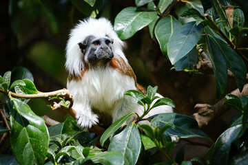 cotton-top tamarin sitting on the branches