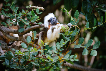 cotton-top tamarin sitting on the branches