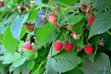 red raspberries on the bush with green leaves isolated in the garden   