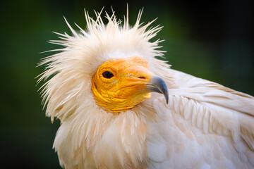 Obraz premium egyptian vulture close up portrait