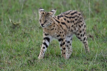 Naklejka na ściany i meble Serval cat in the grass, elusive African cat.