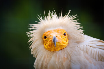 egyptian vulture close up portrait