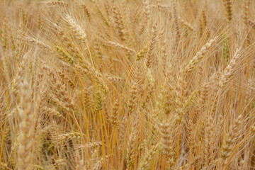 ripe ears of wheat isolated on the agricultural field close up grain deal  