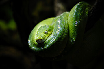 close up portrait of green tree python