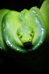 close up portrait of green tree python