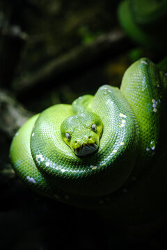 close up portrait of green tree python