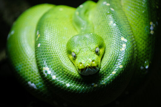 close up portrait of green tree python