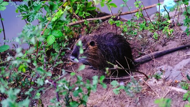 Myocastor coypus, wild coypu with long-haired hair and long tail, water rat, a mammal of order of rodents got out of water and gnaws on bank of plant branch, fauna of river Nida in Germany