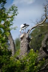grey heron standing on the tree