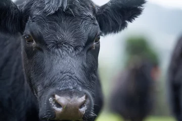 Tuinposter Close up of a black cows face in a field on a farm in the rain © Phoebe