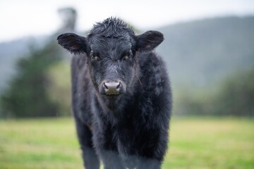 Close up of a black cows face in a field on a farm in the rain