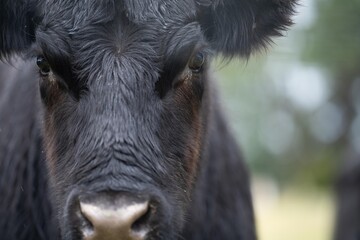 Close up of a black cows face in a field on a farm in the rain