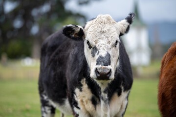 Close up of a black cows face in a field on a farm in the rain