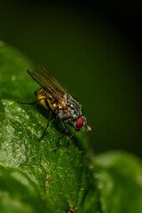 Macro insecte 27