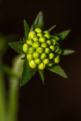 Macro Plante 12