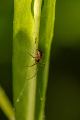 Macro insecte 25
