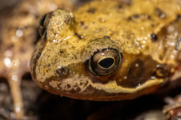 Macro Grenouille 1
