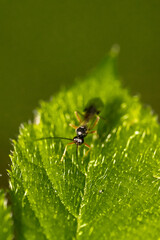 Macro insecte 5