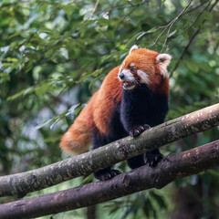 red panda walking through woods