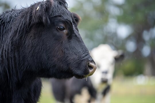 Close up of a black cows face in a field on a farm in the rain