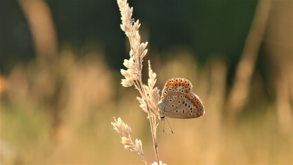 butterfly on a flower