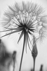 Jack-go-to-bed-at-noon, Meadow Salsify, Showy Goat's-beard, Meadow Goat's-beard