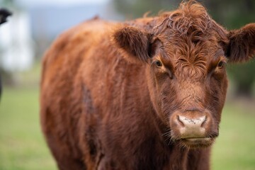 Close up of a black cows face in a field on a farm in the rain