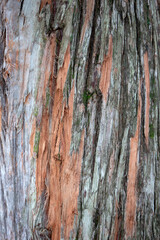 Texture of the bark of an old tree with a red trunk.