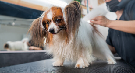 Caucasian woman dries the dog. Papillon Continental Spaniel in the grooming salon. 