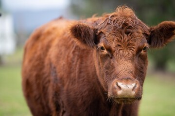 Close up of a black cows face in a field on a farm in the rain