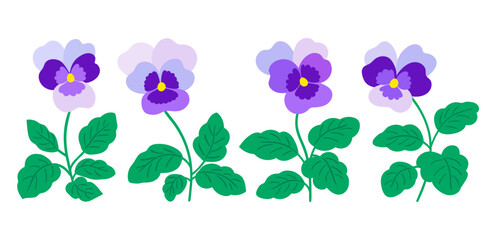 set of vector pansies flower illustration