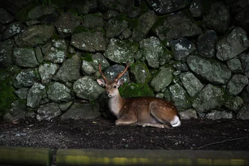 Fototapeten roe deer in the woods © ginocchio