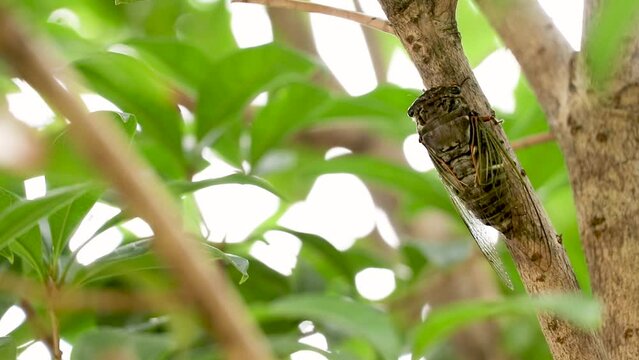 体を振るわせて鳴くクマゼミ