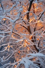 glowing christmas lights on snow-covered tree branches