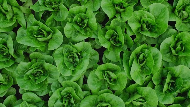 Green leaves romaine lettuce on organic farm. Romaine lettuce grows in the soil in greenhouse. Fresh lettuce leaves, salad plant, organic food, agricultural industry, vertical video rotation, close-up