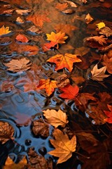 fall leaves floating on the surface of a puddle