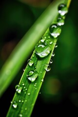 Naklejka premium macro shot of a single grass blade with water droplet